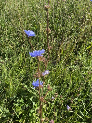 chicory