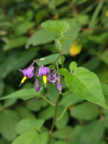 bittersweet nightshade