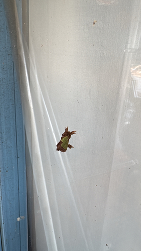 Green Oak-Slug Moth