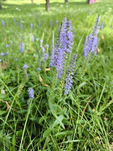 Spiked Speedwell