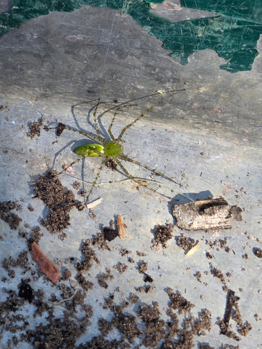 Green Lynx Spider