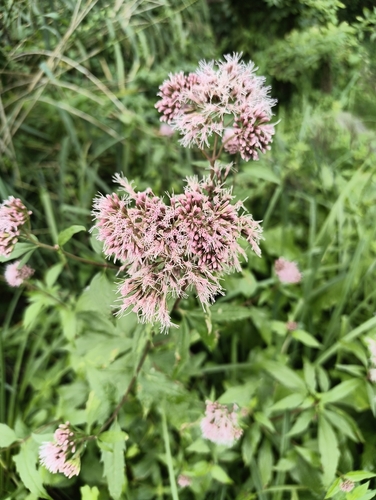 hemp agrimony