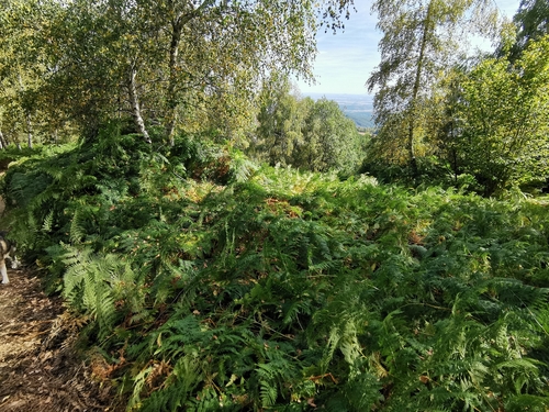 common bracken