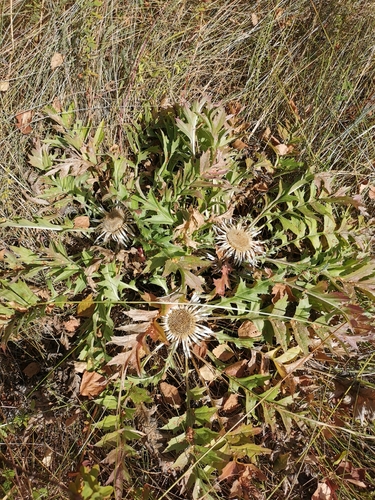 Silver Thistle