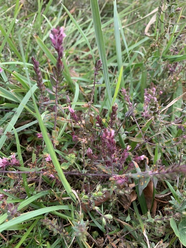 Red Odontites