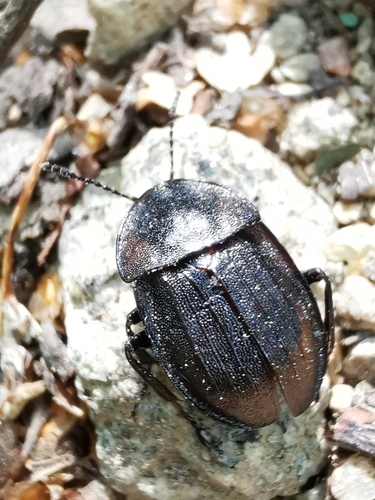 Black snail beetle