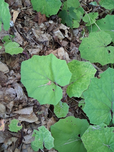 colt's-foot