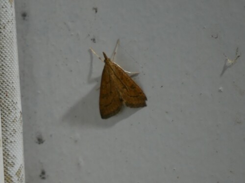 Celery Leaftier Moth