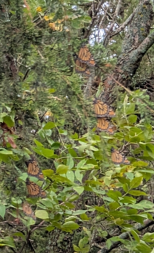 Monarch