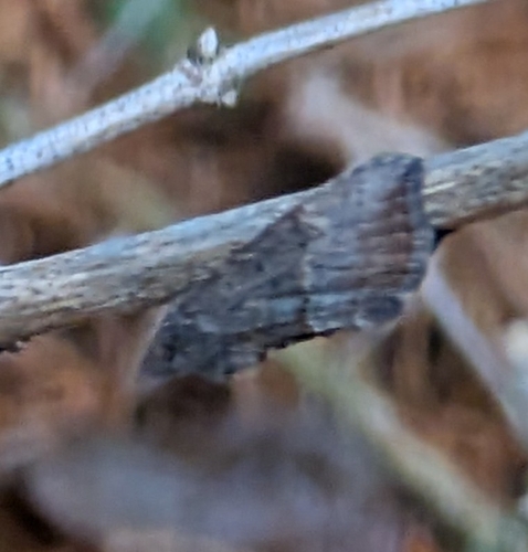Green Cloverworm Moth