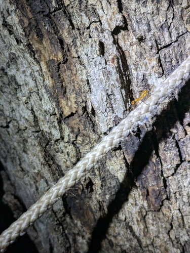 Camponotus festinatus