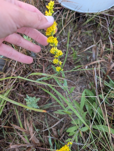 field goldenrod