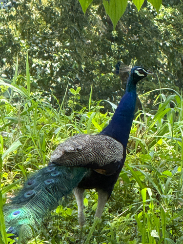 Indian Peafowl