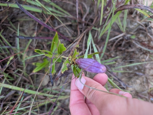 closed bottle gentian