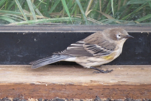 Yellow-rumped Warbler