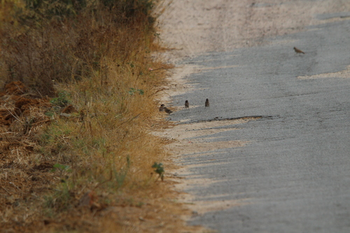 House Sparrow