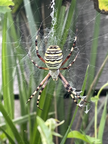 Wasp Spider
