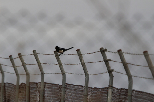 Eurasian Magpie