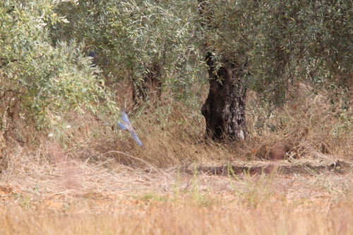 Iberian Magpie