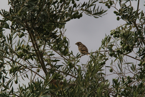 Corn Bunting