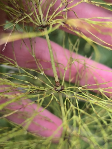 wood horsetail