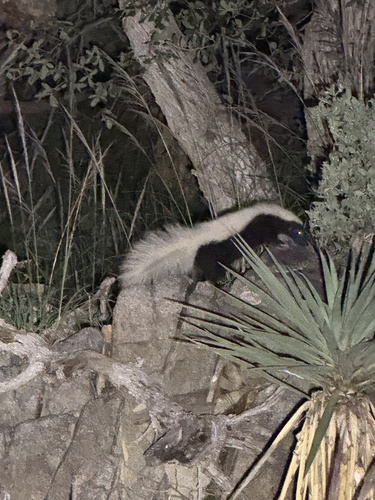 American Hog-nosed Skunk observed by aylos