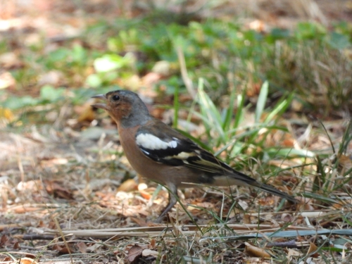 Common Chaffinch