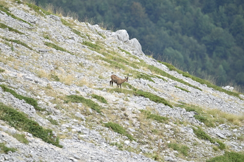 Apennine Chamois