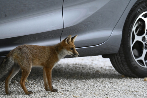 Red Fox