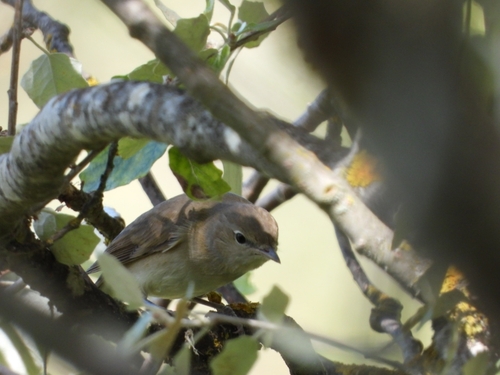 Garden Warbler