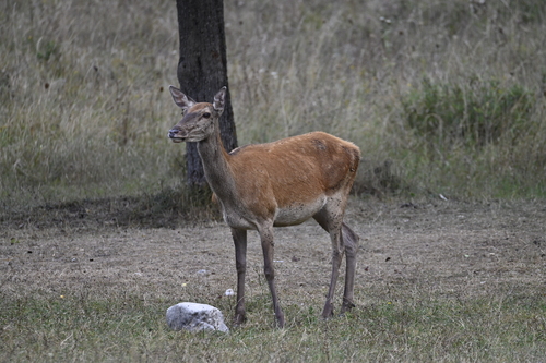 Red Deer