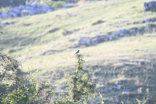 Common Redstart