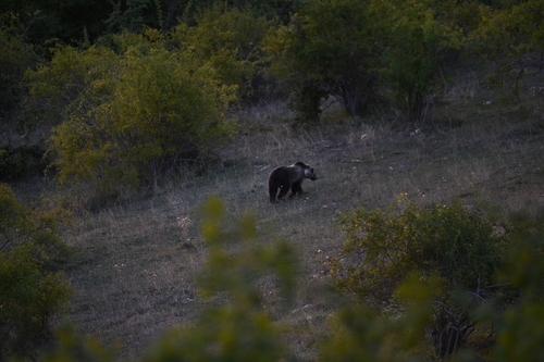 Marsican Brown Bear
