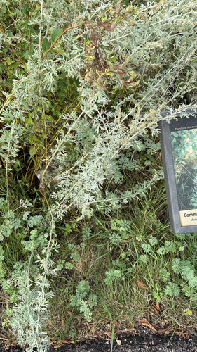 absinthe wormwood