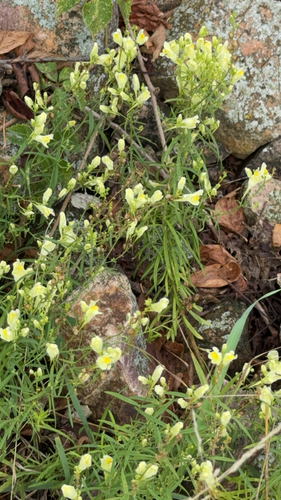 common toadflax