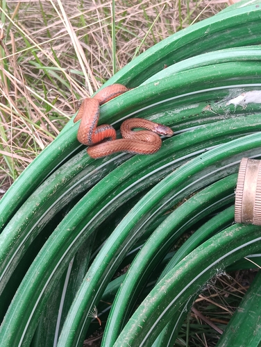 Red-bellied Snake