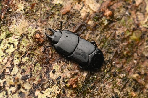 Hololepta