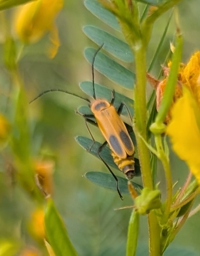 Goldenrod Soldier Beetle