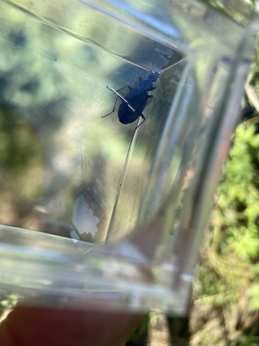 Agonum extensicolle