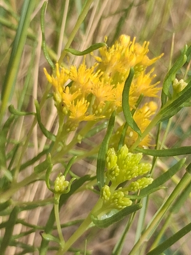 Southern Goldenbush