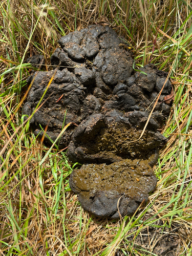 Newfoundland Black Bear