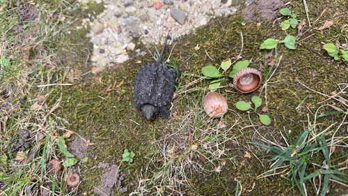 Common Snapping Turtle