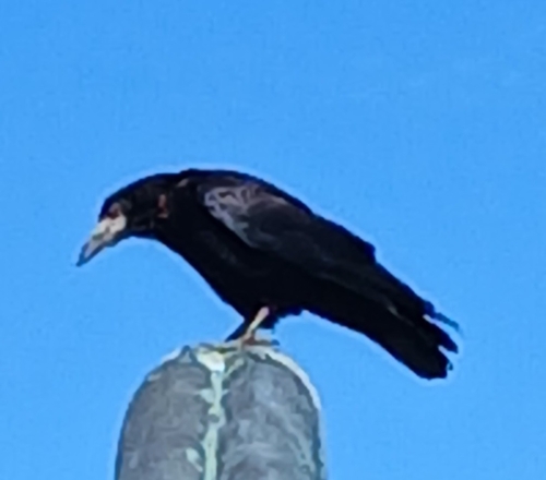 Rook