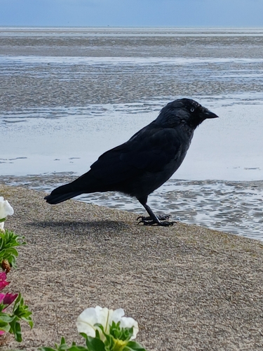 Eurasian Jackdaw