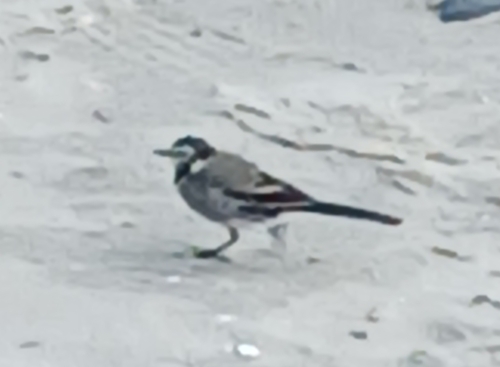 Pied Wagtail