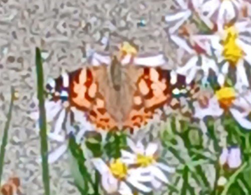 Painted Lady