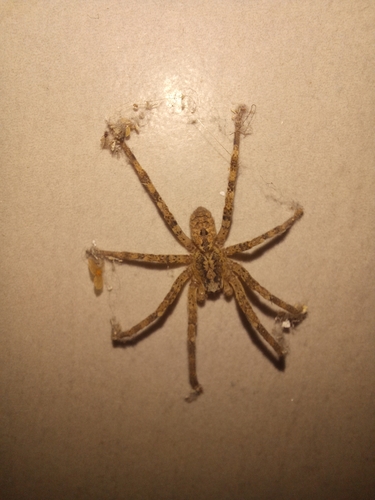 Mediterranean Spiny False Wolf Spider