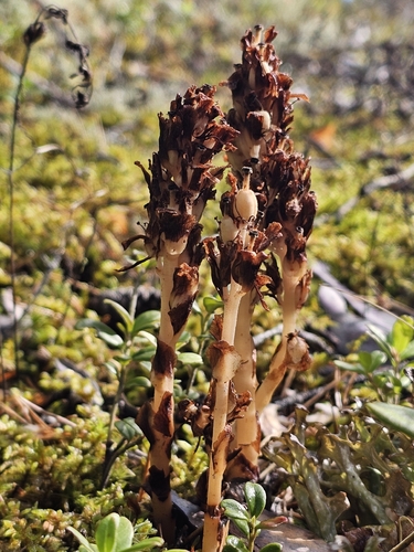 pinesap