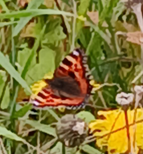 Small Tortoiseshell