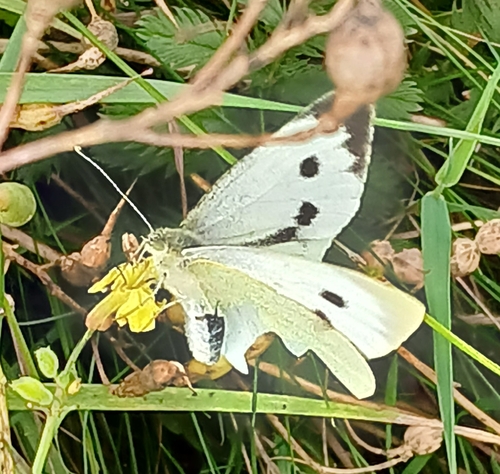 Large White